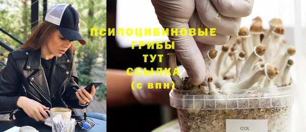 индика Белокуриха